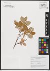 Foto von Salix hastata L.